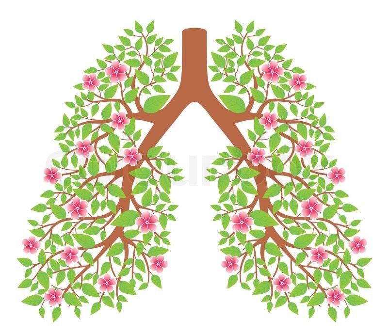 6271970-lungs-healthy